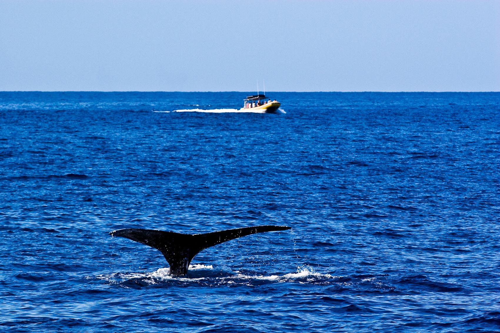 Whale Watching on the Island of Hawaii | Go Hawaii